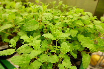 strawberry plants in a garden