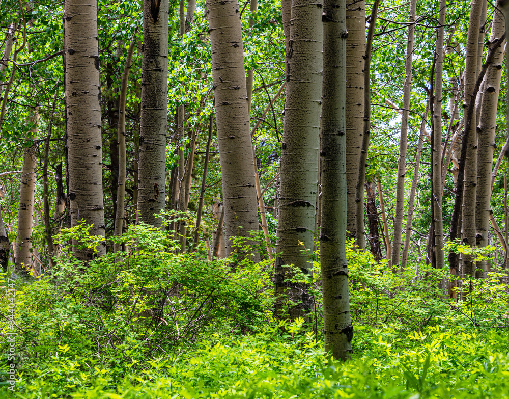 Poster trees in the woods