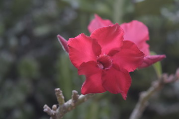A vibrant pink flower in the wilderness © LALA Studio