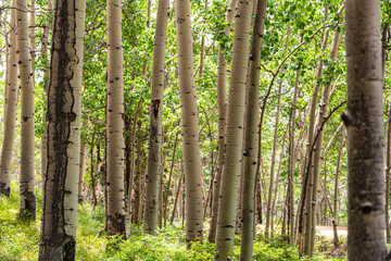 Obraz premium forest in the morning