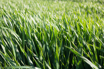 beautiful juicy grass