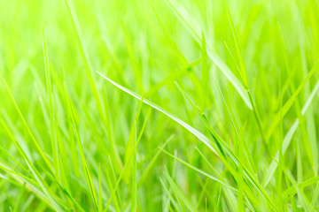 Close up green meadow grass field in the garden.Sustainable environment concept.