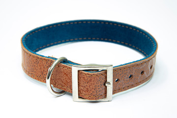 dog collar in leather pet accessory 