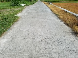 path between dry grass and  green grass