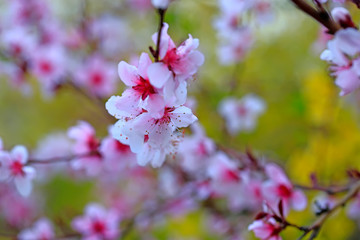 Fototapeta na wymiar beautiful flowering plum ，in the garden