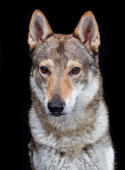 Czech wolfdog, dog, studio photography on a black background