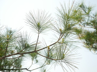 korean Pine tree branches in spring