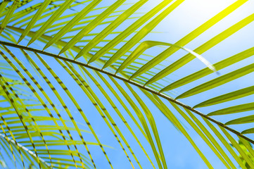 vivid green palm leafs in very colourful blue sky at noon in a long day of summer with very strong sunlight that put a saturated color texture and some shade on some part of there leaves