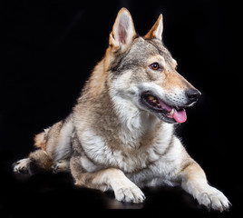 Czech wolfdog, dog, studio photography on a black background