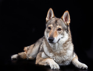 Czech wolfdog, dog, studio photography on a black background
