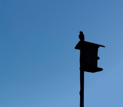 recommend clip art: The outline of a starling on a birdhouse against the sky.