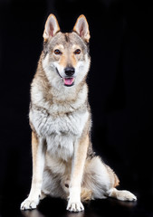 Obraz premium Czech wolfdog, dog, studio photography on a black background