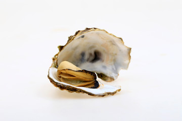 The oyster isolated on a white background