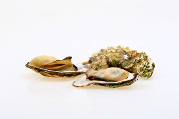 The oyster isolated on a white background