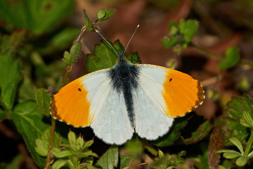 Aurora (Anthocharis cardamines)