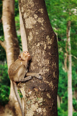 Long tail Macaque Monkey sit on big tree in tropical forest