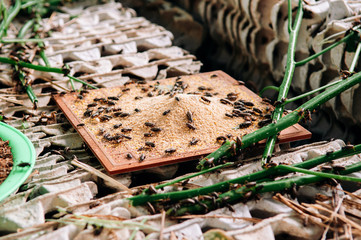 Cricket edible insect farming in Thailand