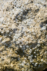 Natural texture, barnacle and oyster shells embedded on a rock on the beach, abstract background