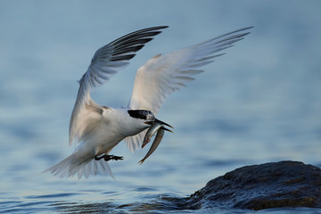 Sandwich tern (Thalasseus sandvicensis)