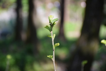 Close up of green branch blooming at springtime, against blurry tree backdrop, Hangzhou, China