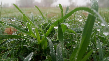 dew drops on grass