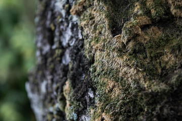Close-up of tree bark