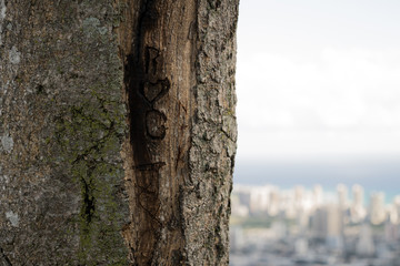close-up of tree trunk and texture, with city in the background