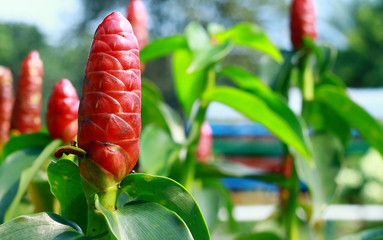 Red button ginger plant in the garden.