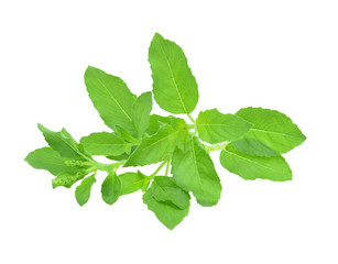 fresh sweet basil flower isolated on a white background