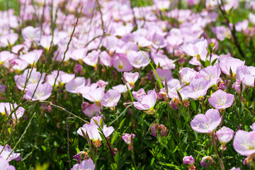 spring flowers in the garden