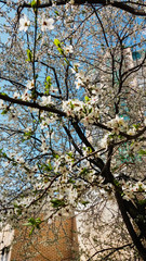 branch of a blossoming tree with white flowers against the sky in spring