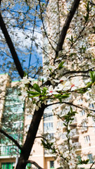 branch of a blossoming tree with white flowers against the sky in spring