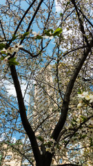 branch of a blossoming tree with white flowers against the sky in spring