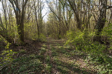 Footpath in leafing time in a deciduous forest