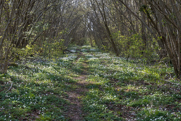 Fototapeta premium Footpath covered with wood anemones