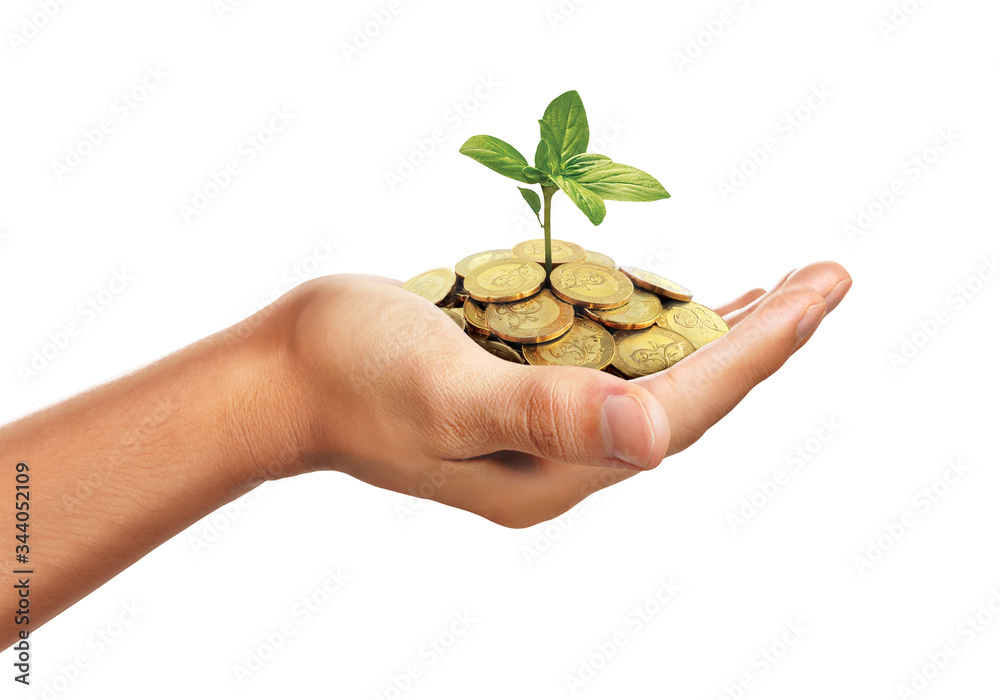 Wall mural hand holding stack of golden coins with small plant growing