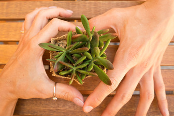closeup of lovely couple hands making heart of it with a plant on the wooden table,love concept, lovers having a date in a cafe