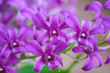 Orchids purple dendrobium  blooming in outdoor garden background