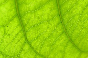 Fototapeta na wymiar Abstract Texture of close up green leaf, nature Background.
