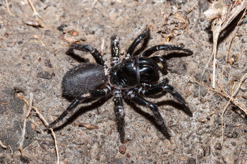 Funnel Web Spider