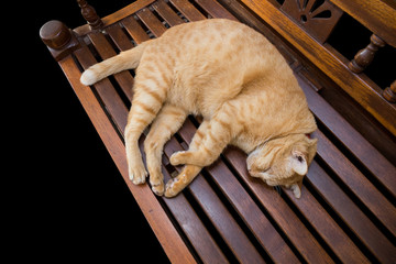 Brown Thai cat sleeping on wooden desk