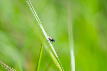 Flowers in the spring