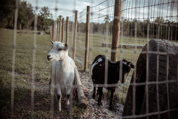 goats