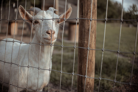 goat