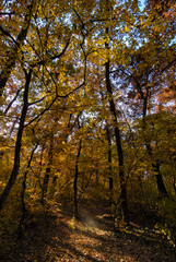 alley and fallen leafy trees on a beautiful autumn day