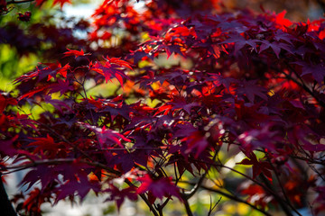 reddish leaves on a natural background in sunlight