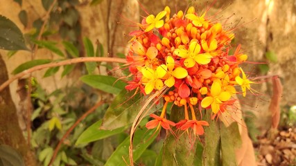 yellow flower in the garden