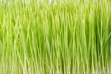 Close up wheatgrass background