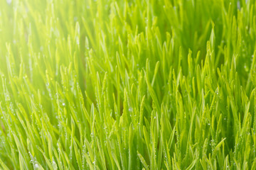 Fototapeta na wymiar Close up wheatgrass background