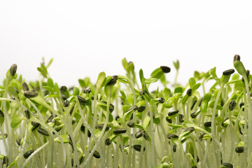 fresh micro green Sunflower sprouts , organic farm